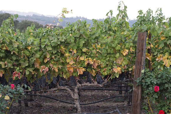 NapaValley2142