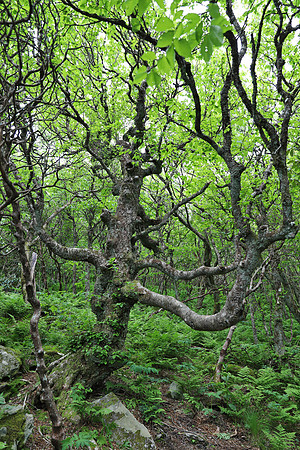 CraggyGardens6942