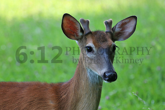 CadesCove0191