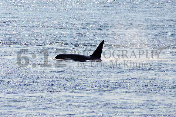SJI-Orca9791