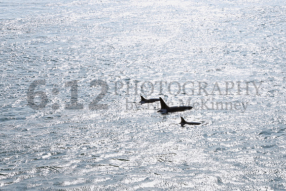 SJI-Orcas9726