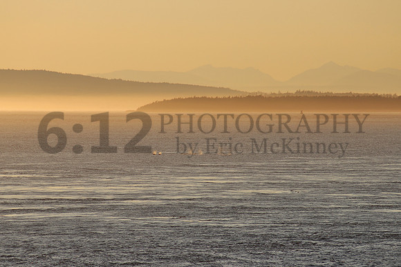 SJI-Orcas2752