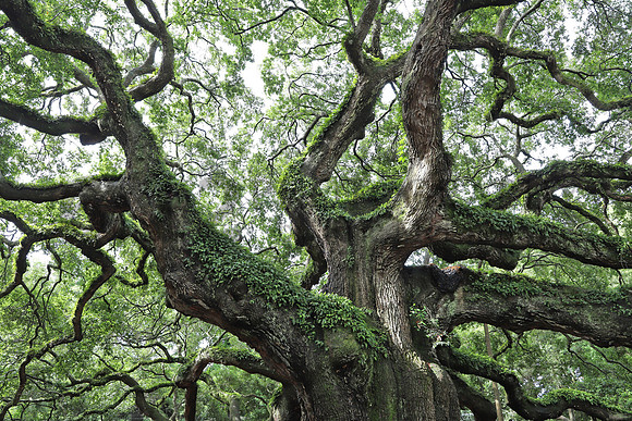 AngelOak1348