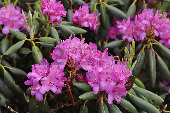 Rhodo3762
