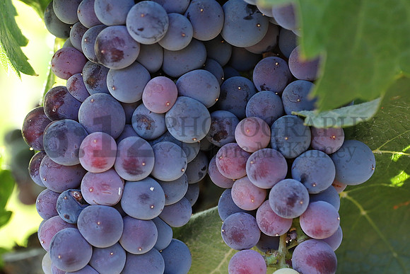 Vineyard8404