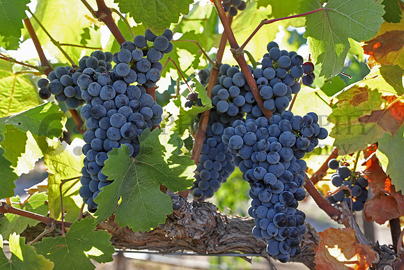 Vineyard8756