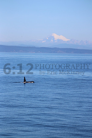 Orca8719