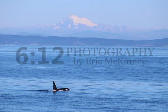 Orca8731