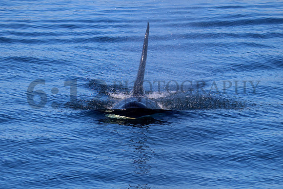 Orca8898
