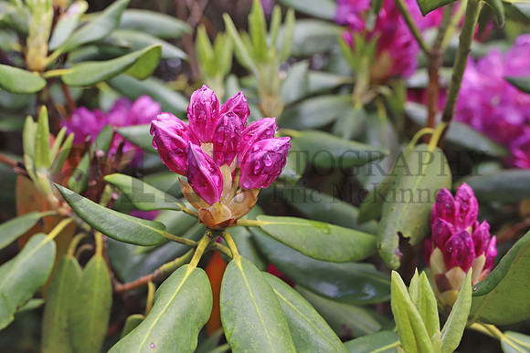 Rhodo3786