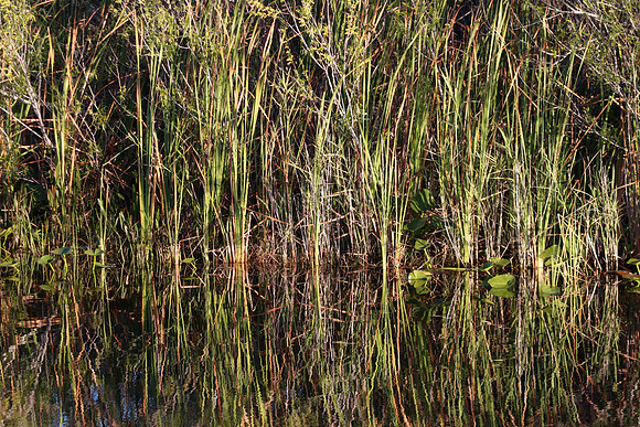 EvergladesNP2865