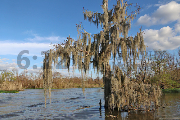 Atchafalaya3396