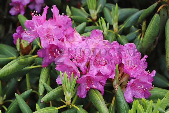 Rhodo3745