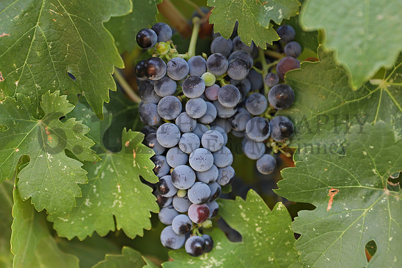 Vineyard8447