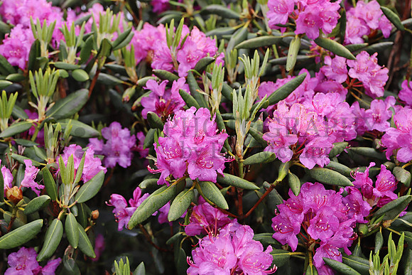 Rhodo3748b