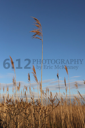 FireIsland1601