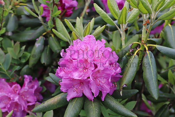 CraggyGardens7056