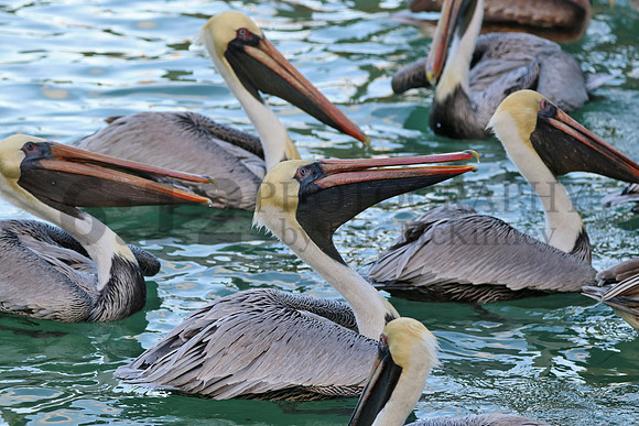FloridaKeys9763