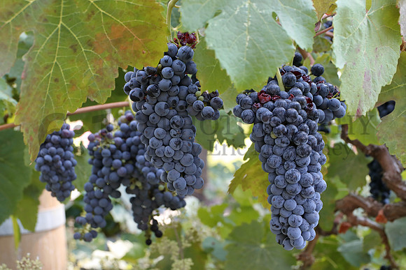 PasoRobles3102