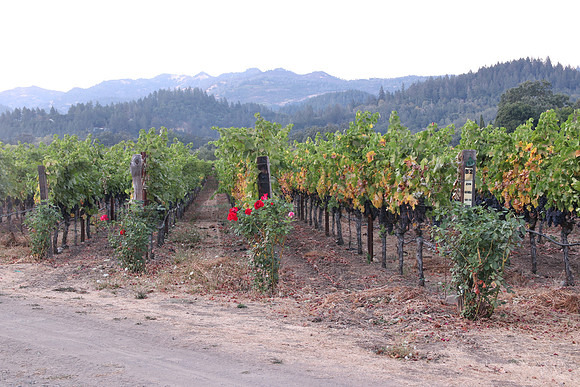 NapaValley2175